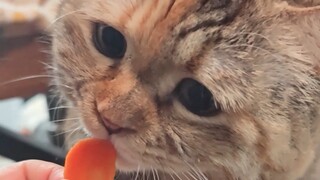 没有意识到自己是纯肉食动物