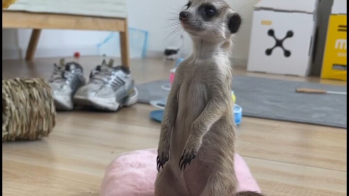 Di rumah kami, kami memelihara seorang penjaga…