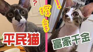 What's the reaction when cats from the same litter reunite for the first time? Finally got a divine 