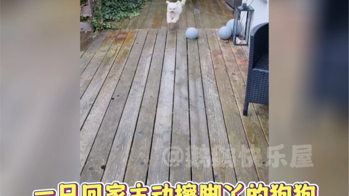 ลูกหมาตัวน้อยน่ารักมากเลย