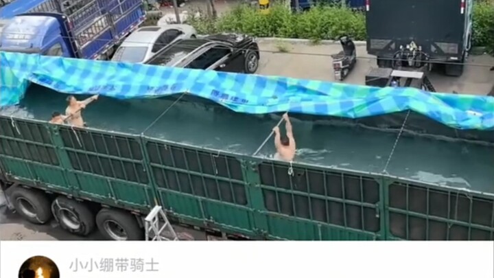 Driver: I wanna play too! The two of them slap their ears and head home to eat.