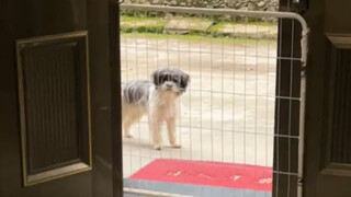 يشبه كثيرًا زميل الدراسة الذي كان يأتي ليلعب معي في الطفولة!