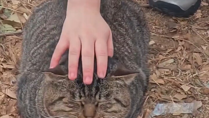 Mimi gets all chubby in the winter!