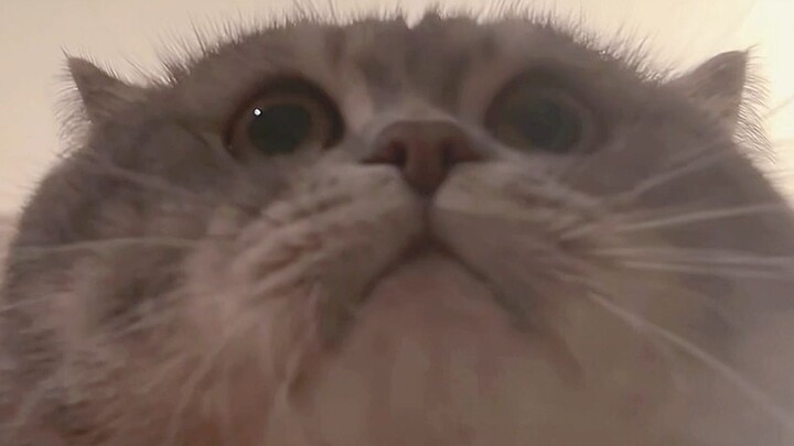 Trying to shut him up