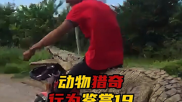 Animal Curious Behavior Appreciation, Episode 19