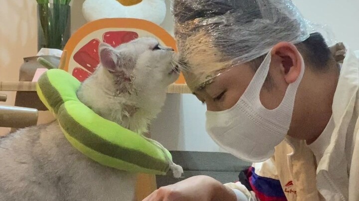How to quickly trim a cat's nails