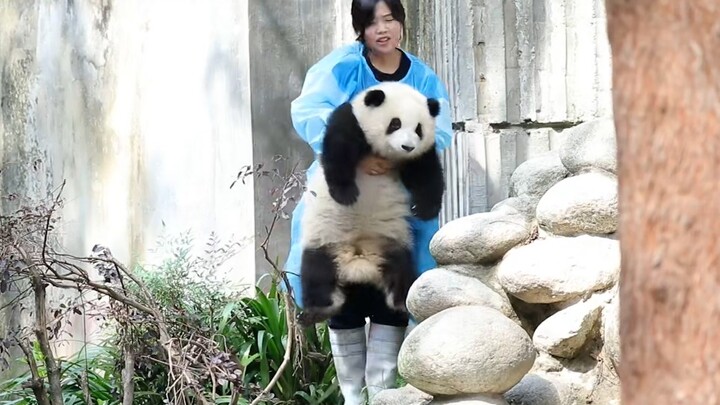 This Panda Is Too Heavy For You