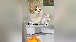 Tui thành công rùi nho. Thêm đứa cháu 🤣🤣 cat mèo