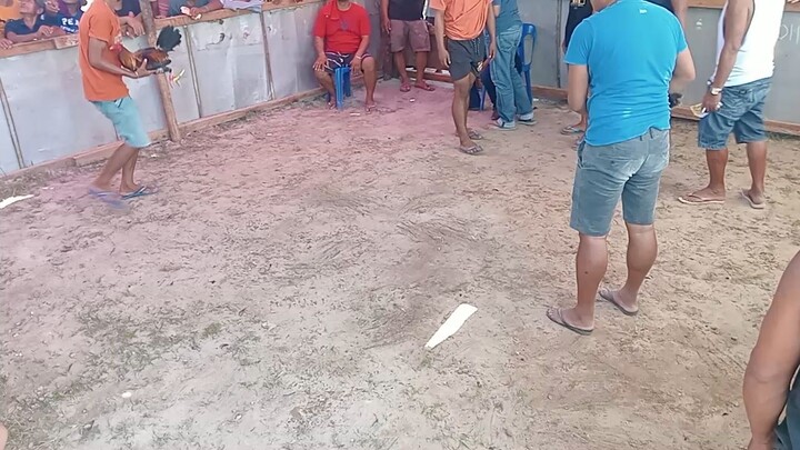 eto yung pangalawang sabak niya mga lodi #RRJGF #BatangSabungero