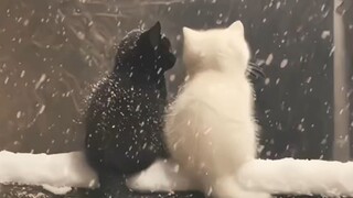 “เราสองคนดีที่สุดในโลก”