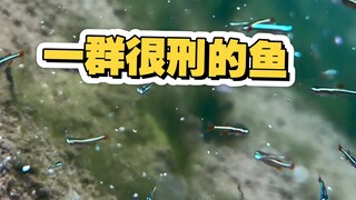 Saya menemukan sekumpulan ikan yang sangat aneh di pegunungan terpencil