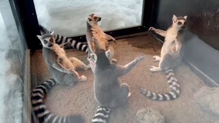 Ring-tailed lemurs performing a mysterious ritual