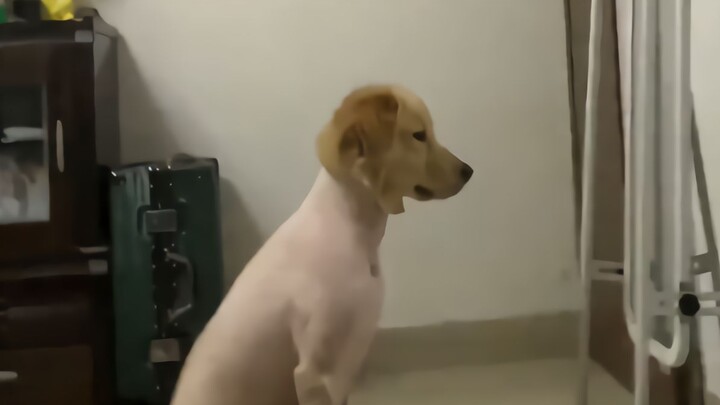 No pup leaves the groomer’s shop without a big grin!