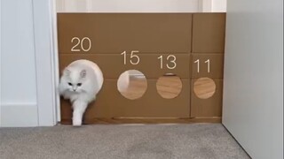 Thử thách khả năng của mèo