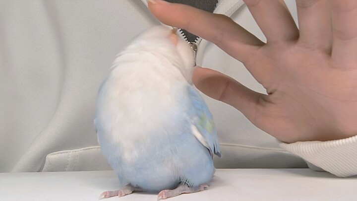 Ballosaur: A spherical dinosaur that often hangs out on human desks, clothing, and other surfaces. I