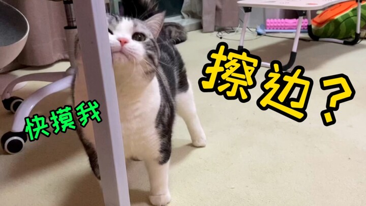 แบบนี้ใครจะทนไหว? น้องแมวแนวขอบเขตสุด ๆ ถูตัวไปมาหาเจ้าของเพื่อขอให้ลูบ ๆ ซะแล้ว!!!