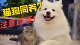 猫狗同样，需要注意这些哟！