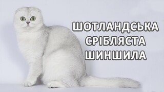 Скотіш фолд | Шотландська срібляста шиншила