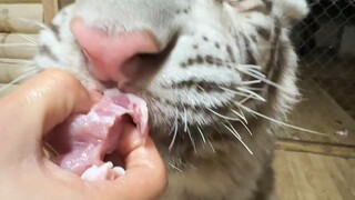 Feed a big cat that won't bite~~