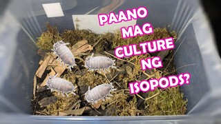 Paano mag culture ng ISOPODS? | Vlog#6