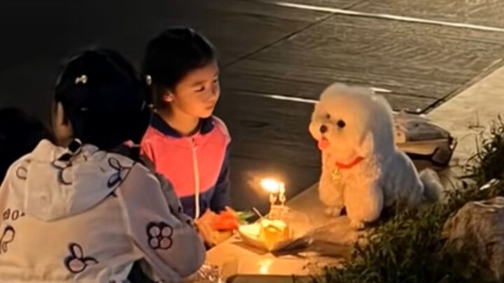 Kucing Baik, Anjing Baik, Anak-anak Baik