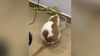 🥲 mèo nhà mình uống nước lạ lắm meohoangdep meow mèo cat pet pets fyp fypage