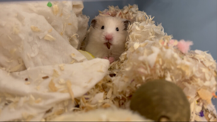 Động vật|Trêu ghẹo chuột Hamster bằng thanh gặm mài răng