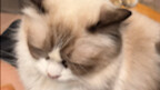 Love Diary: Who wouldn’t want to kiss a little kitten?