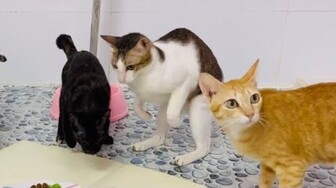 #444 Trò chơi Siêu Trí Tuệ của Nhà Khế Thúi