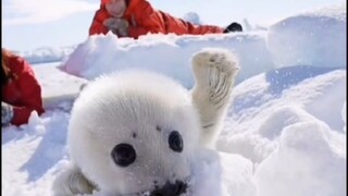 The little seal is so cute. Every time I meet a scientific expedition member, I will be rubbed.