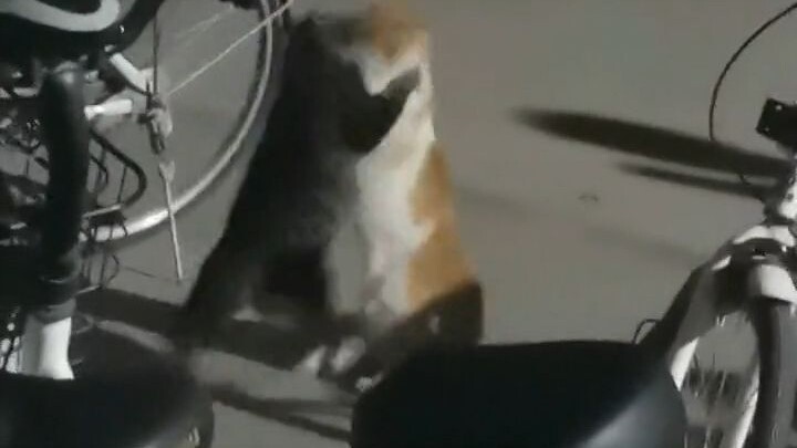 Two senior guys are fighting—won’t anyone try to stop them?