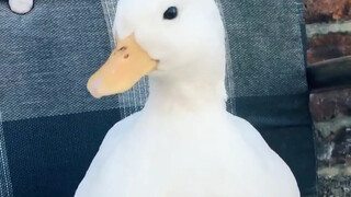 It turns out Donald Duck’s laugh is real!!