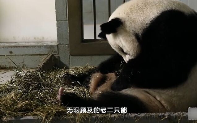 Gấu trúc lớn vô tình “đẻ” đôi khi đi vệ sinh, nhưng mẹ chỉ có hai tay nên không thể ôm cả hai con cù