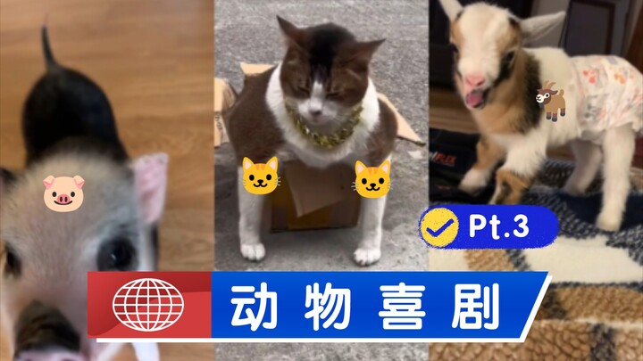 🐱 Animal Comedy Pt. 3 【POV: Your Goats Are Tangled Up】