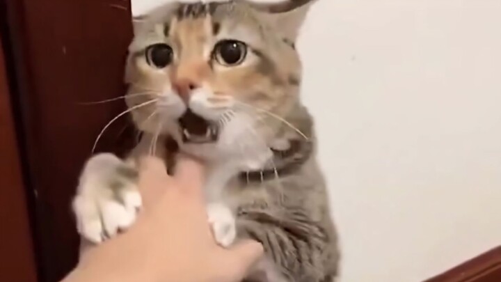 Kucing: Amayebie (o＞ω＜o)