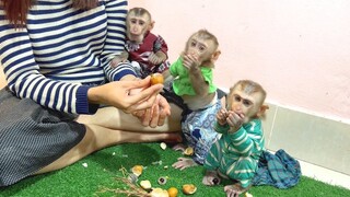 So sweet longane fruits for Mino, Lay Heang and Coconut monkeys