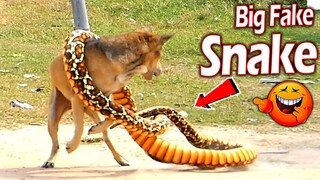 Big Fake Snake vs Prank Dog Sleeping So Funny - New Video Prank Dog 2021 Try To Stop Laugh