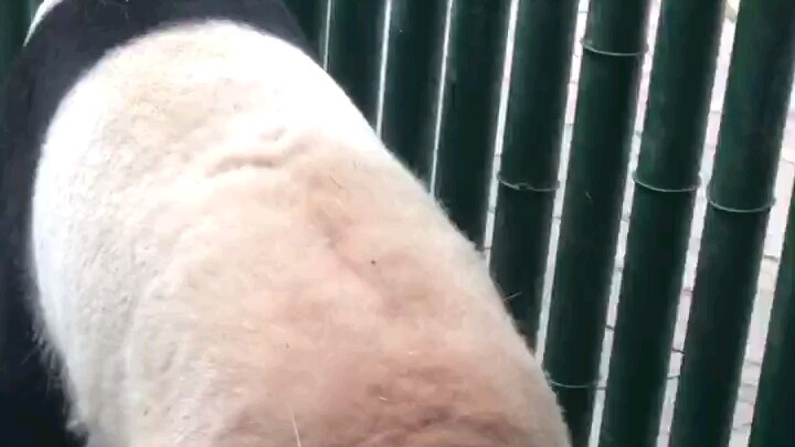 I’ll be heartbroken if you’ve never seen a giant panda poop! (Shenyang Qipanshan Zoo’s Bingqing) She