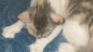 Cat: Don’t touch me, it’s dangerous.