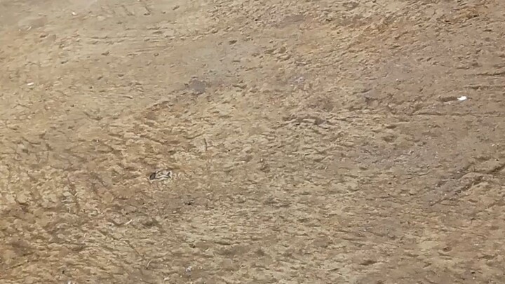 my hiraw ko👍👍👍