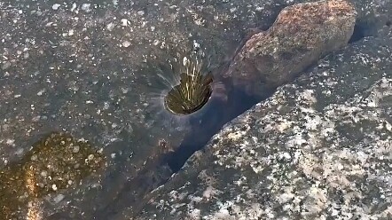 Hahaha, sao bạn không thò tay vào luôn đi?