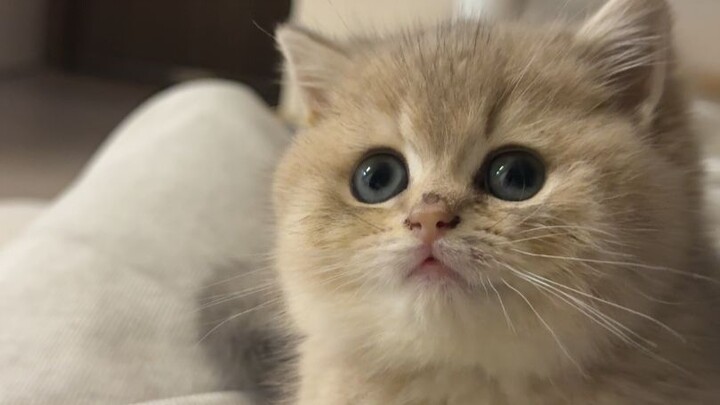 Ibu saya tidak setuju kalau saya memelihara kucing.