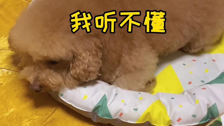 Another Day of Playing Dumb: TuTu Pets’ Fresh Milk Beard Is All There Is