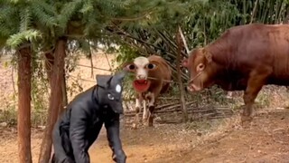 小牛我呀长这么大不容易