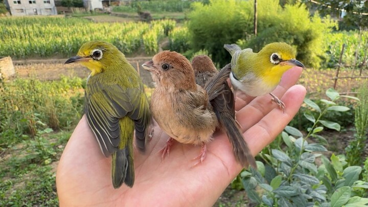 Seekor burung terbang datang ke tangan, lucu sekali!