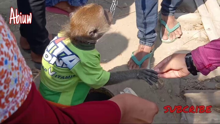 video LUCU BANGET tingkah monyet saat sholat #funny