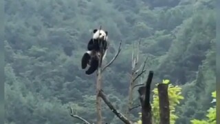 Funny video collection of cute animals
