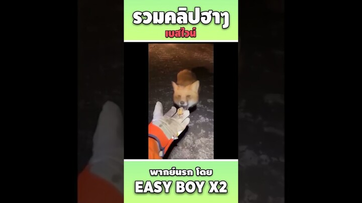 รวมคลิปฮา พากย์นรก #short #easyboy #คลิปฮา #เบสไวน์