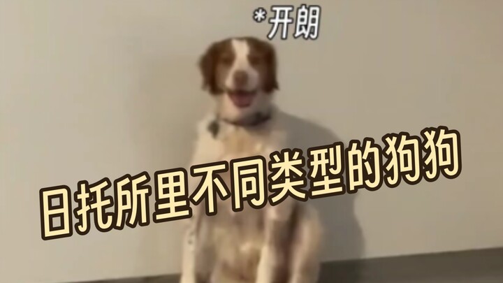 Different Types of Dogs at the Daycare