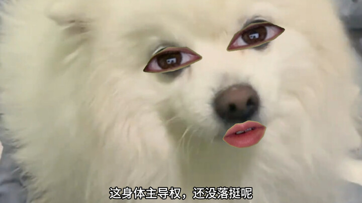 Dog: Sheng Jin, you!